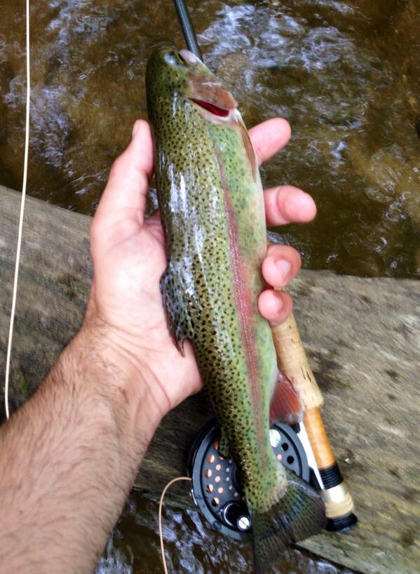 tomdigangi's tweet photo. Tonight, I got reacquainted with #flyfishing my home waters - Pohatcong Creek, New Jersey. http://t.co/5bBEvXboxs