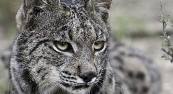antena3com's tweet photo. Andalucía solicita medidas para evitar más atropellos de linces http://t.co/OnQKveAIws http://t.co/BV0v8BcN6Y
