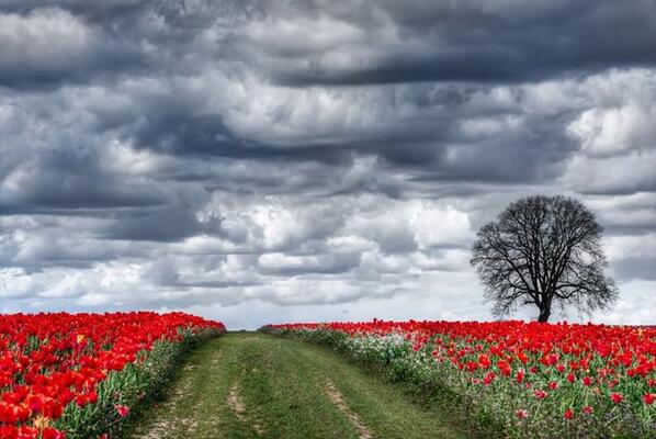 Gabriele_Corno's tweet image. Path by Chris Pokorny #inspiration #CGE #naturalbeauty