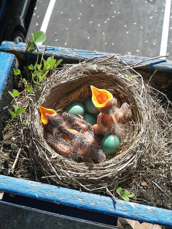 Ash_Interrupted's tweet image. Tweet Tweet 
Hungry robins