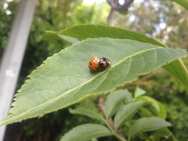 TweetPasDeChats's tweet photo. Le printemps.... C'EST BEAUUUUU ! #Sex #posey #SurUneFeuille http://t.co/lbQY2mhKyQ