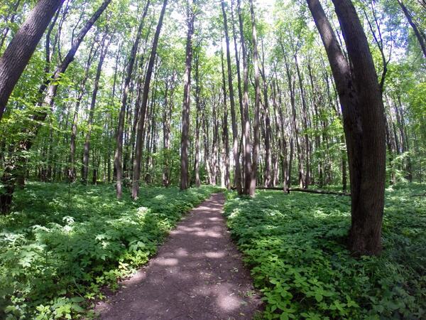 560sams's tweet photo. #Forest  #nature http://t.co/DYUZrWkA0w