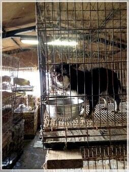 p_animal_q's tweet photo. 16 #ペットショップの裏側で苦しんでいるたくさんの動物達の声を伝えたい。【ペットショップの可愛い動物たちの背景には】 bullio http://t.co/JMzebTf00z http://t.co/5tXJJBGczo