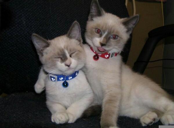 StudentStay tweet media