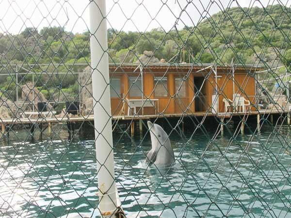 Sevindirici haber!

Hayvan sirkleri ve yunus parklarının kapanmasını öngören tasarı TBMM'de alt komisyondan geçti!