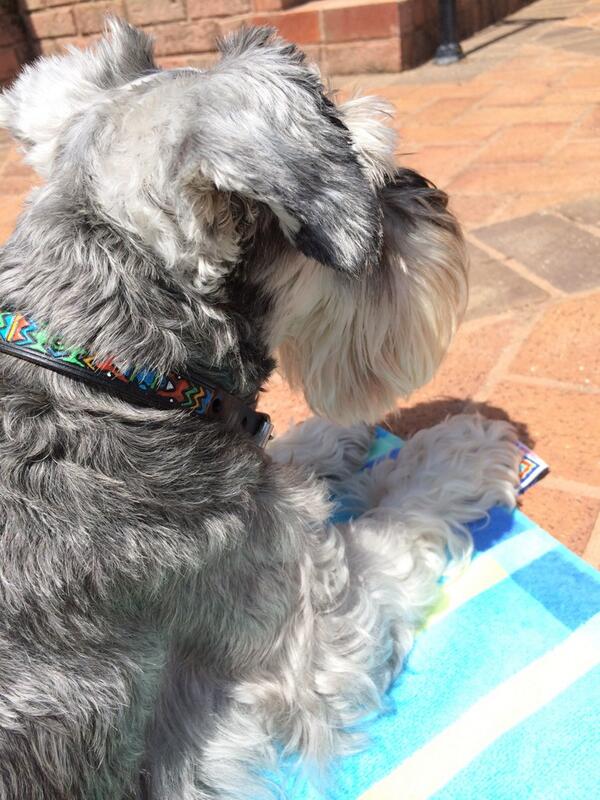 The Schnauzer Life tweet media