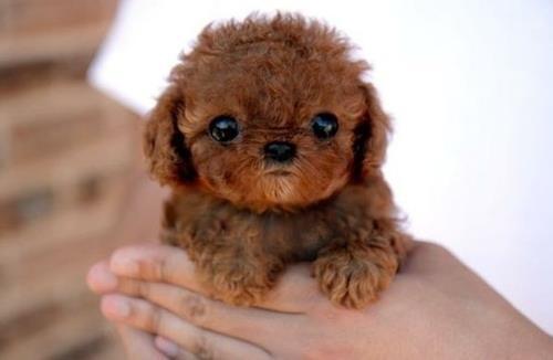 WhatTheFFacts's tweet image. 15 of the most ridiculously tiny and adorable dogs #AWWW - bit.ly/1p3kCCI