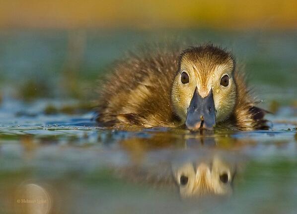 ampressro's tweet photo. Delta Văcăreşti, transformată în parc natural - http://t.co/i7FSVxzw4b http://t.co/3gZe07KvfL