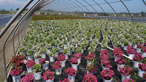 MoriNurseries's tweet photo. Weigelas are #lookinggood ! 
#mori #gardening #scentsational http://t.co/UlrvISoRjW