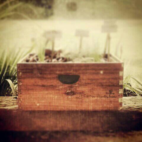 Amaneciendo en la colmena!  Tené tus aromáticas siempre a mano! #growyourownfood #sustainabledesign #recycle