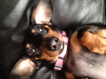 shortlongdog's tweet photo. Hello up there! http://t.co/dM6UFv4G6b
