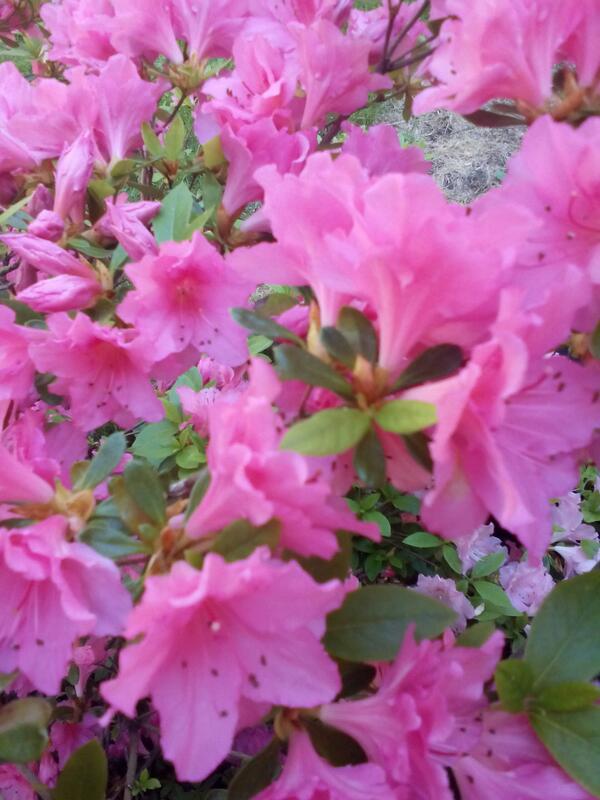 XLaugart's tweet photo. Good morning world.Happiness is in every where.. http://t.co/6ar0ku6zpW