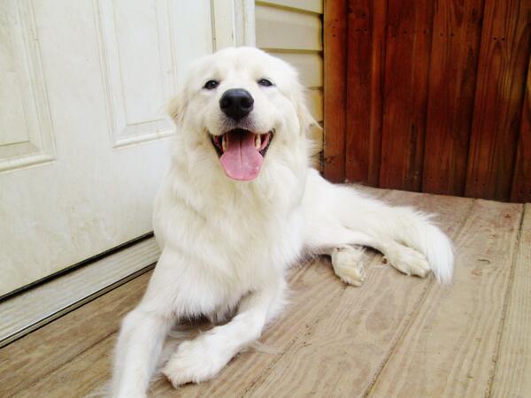 PawPatchPups's tweet photo. Sophia lounging on the back porch @kryswil95 http://t.co/lo20nM6ZWv