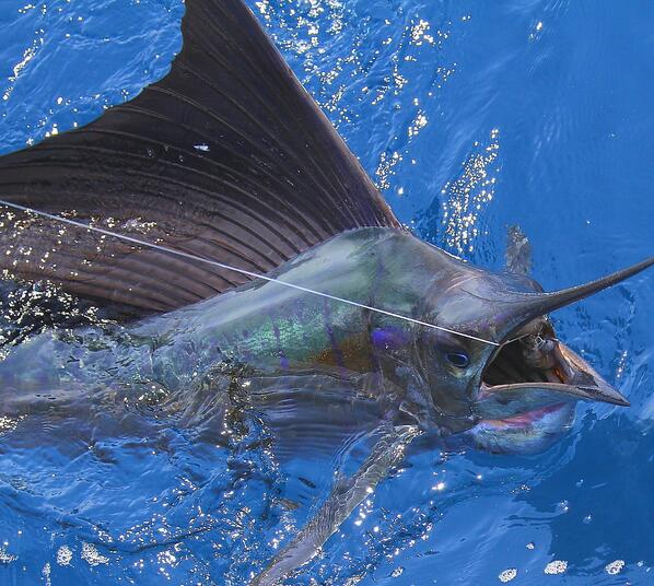 TroKarHooks's tweet image. Capt. Brad Philipps ''Decisive'' Guatemalan Billfishing Adventures guatbilladv.com