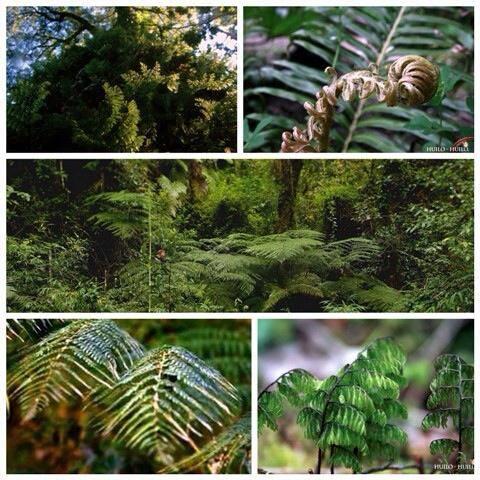 thisisChile's tweet photo. Look at the grand variety of helechos from #Chile Photo via @latabla_vivero: http://t.co/UcM5eLE8ny