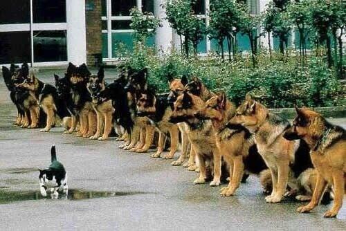 dumcMY's tweet photo. 'The Lord is my shepherd, I shall not be afraid of German shepherd' - @PtrPeterTanchi #LEAD2014 #PrPeterTanchijokes http://t.co/D27ALHwF5f