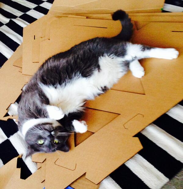 cat_chitecture's tweet image. Meowman&apos;s loving #catchitecture&apos;s new prototypes. #cats&amp;amp;cardboard #catsofinstagram