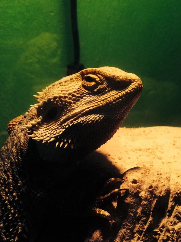 trapbeardie's tweet photo. http://t.co/Bqs7wHHUyh