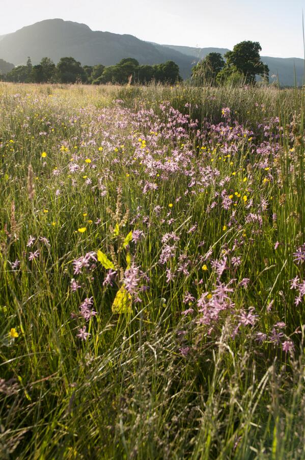 nationaltrust tweet picture