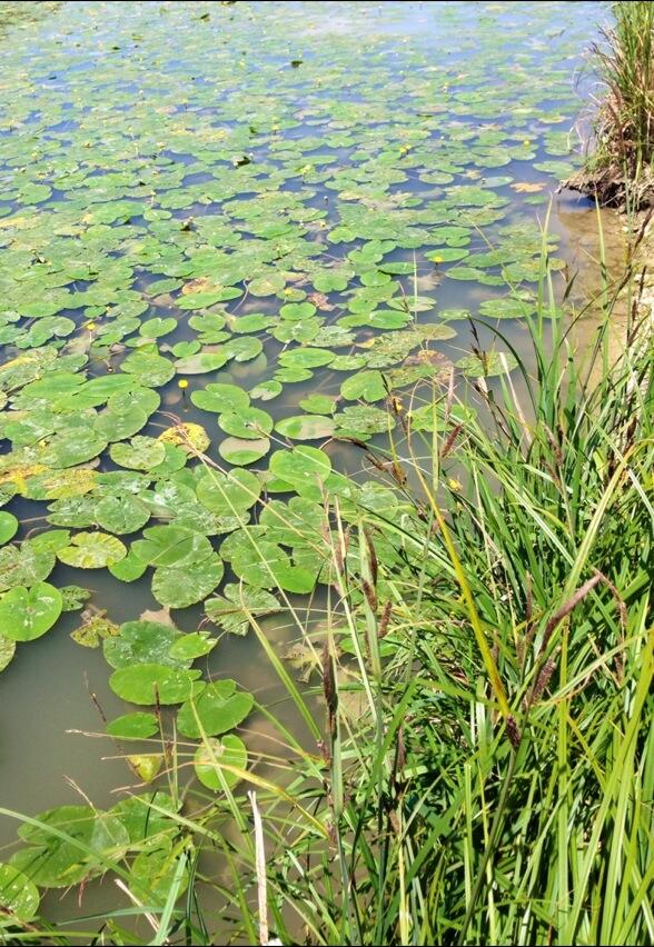 Permalien de l'image intégrée