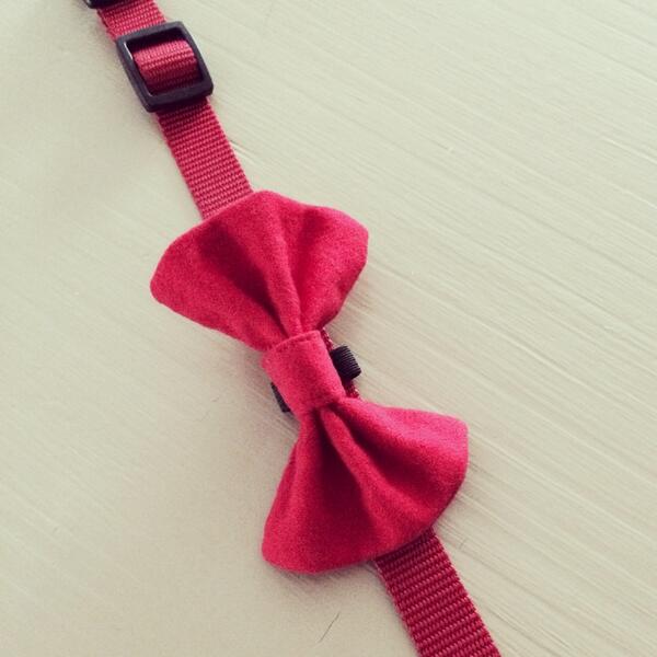 cupofthreads's tweet image. Made this last min 4 my #dog to be in a photoshoot. #bowtie #pet #accessories #collar #diy #crafts