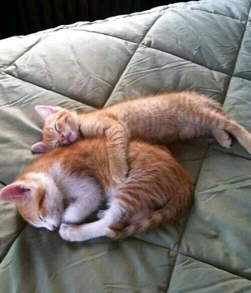 "@fotosbytiiu: @mscatwhispher 👍🐱 “@minimalhome: huggz ow.ly/xFpp9  ☼”" hugs feed the soul