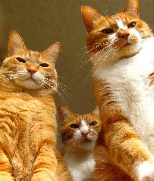 TroiaRun's tweet photo. GINGERS definitely up to no good .. i can tell !!! http://t.co/r2gJf7ELTg  ☼ http://t.co/EMljRTQfVT
