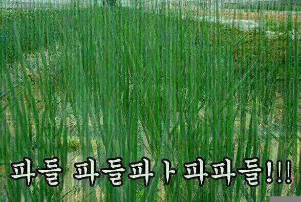 커미션 홍보봇 tweet media