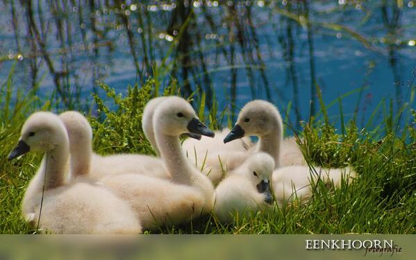 ErikEenkhoorn's tweet photo. Nieuw leven op de @pieperhoeve! Jonge Zwanen! http://t.co/QykmIdrbXC