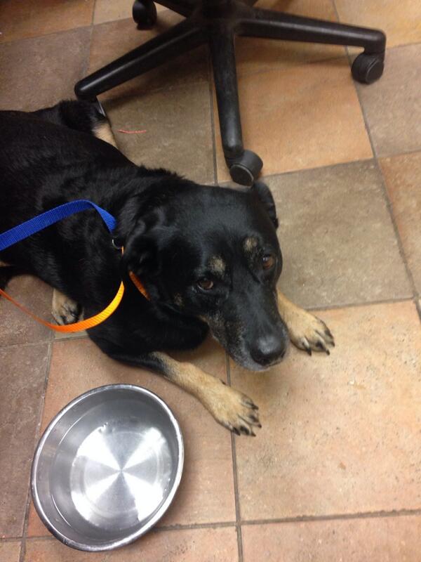 MeganJo22's tweet photo. Poor girl was out running the streets! Thank goodness for the slip leads I carry and for microchips! #inspiredbypets http://t.co/VHs2BjxvPn