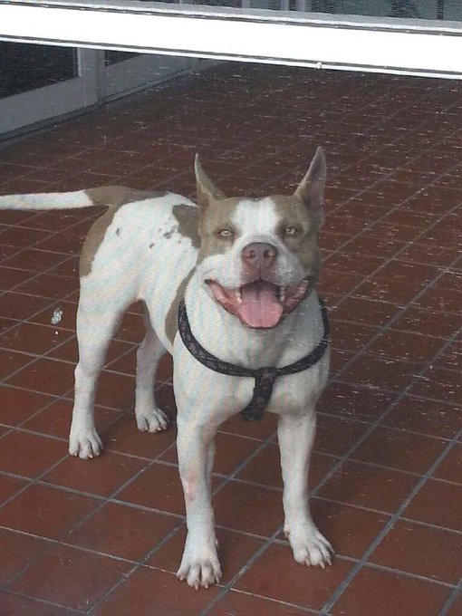 Hey Miami would anybody be interested in saving a beautiful, kind, amazing pit-bull? Hit me up and I'll<a href="/tag/nope"class="tags"><span>#nope</span></a>