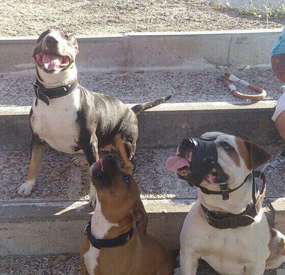 victororen90's tweet photo. Tarde de perros jijiji http://t.co/S7jpPrSLMl