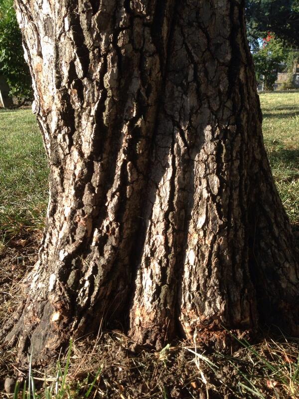 Rewood_US's tweet photo. Grand by design is #simplicity http://t.co/Ug3CBgCWbR