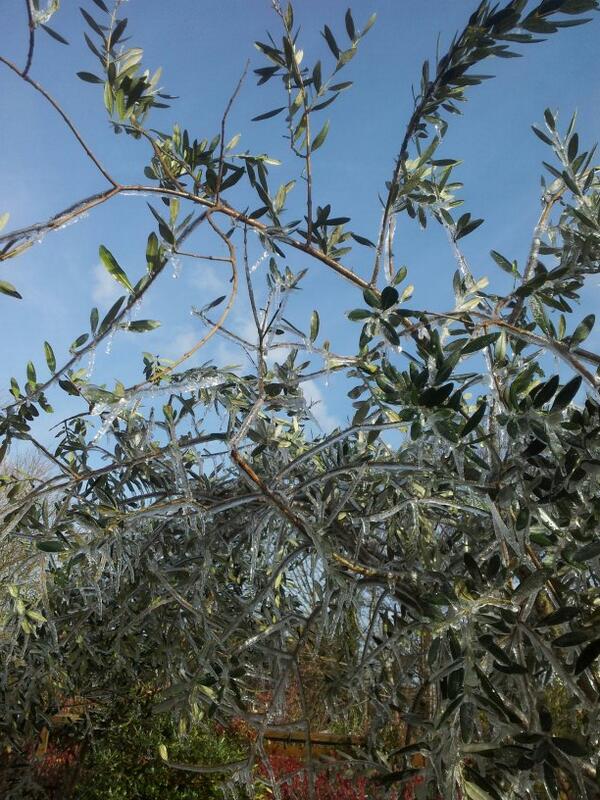 Holmeforgardens (@holmeforgardens) on Twitter photo 