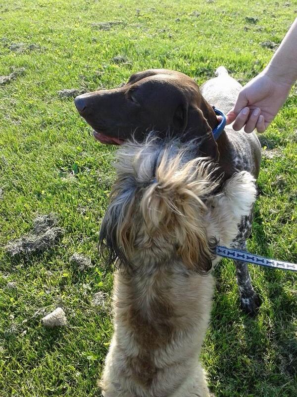 Puppyshihtzu Hashtag On Twitter