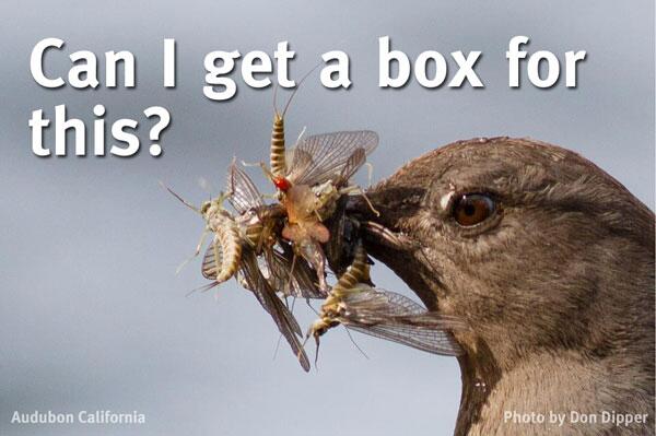 AudubonCA's tweet photo. Dipper. #stupidbirdhumor #dipper #birds #chasingfeathers http://t.co/lFLxZbadwu