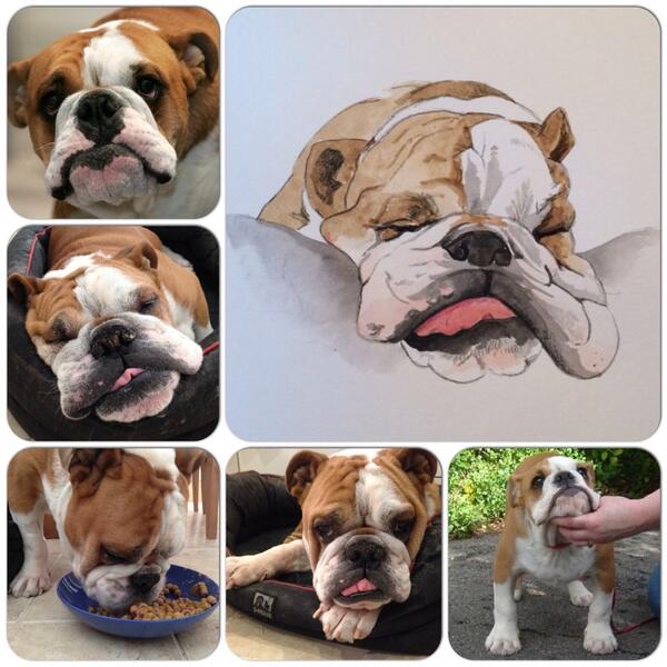 WinstonBulldog's tweet photo. Happy 10th Birthday to me!!!! #Bulldog #birthday http://t.co/4eGsTaoLU1
