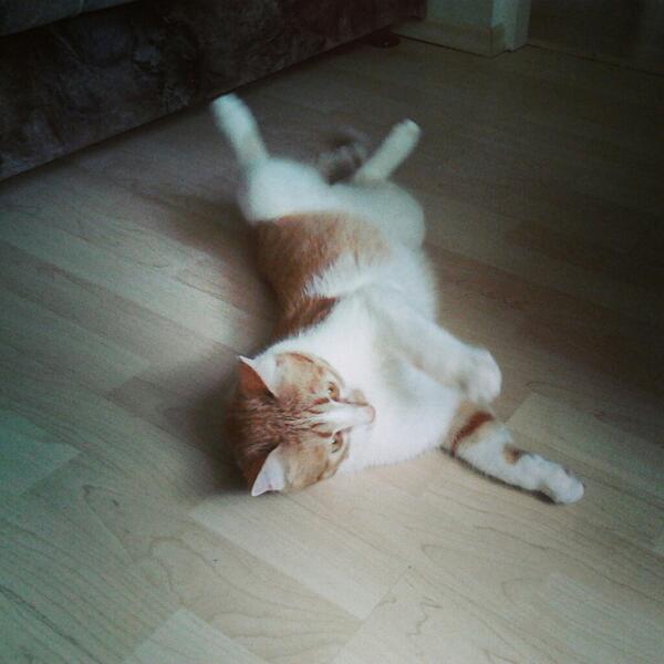 IPeachCat's tweet image. #mew