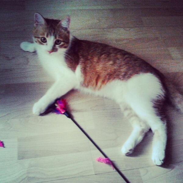 IPeachCat's tweet image. Time to play