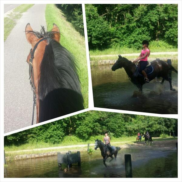 StaldeHeus's tweet photo. 3 paarden van stal deze week lekker door bos geweest. Vanmiddag hebben we weer cc in Emmeloord. http://t.co/vntcy1yAa8