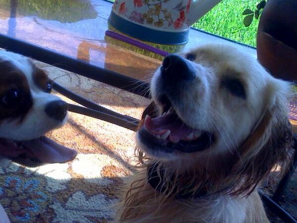 healing_redhead's tweet image. Summer 2014 #dogs #postpool