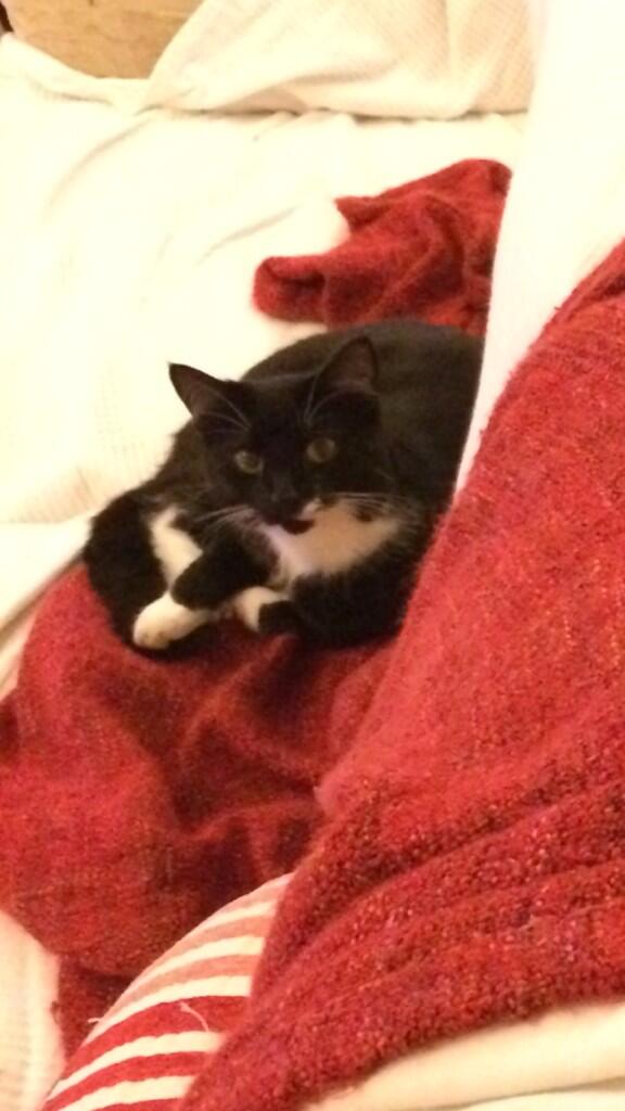 Toby Capstick (@tcapper78) on Twitter photo <a href="/BeechwoodVets/">Beechwood Vets Leeds</a> Peggy has been missing from Cookridge since 3rd June. She is microchipped. Please RT <a href="/BeechwoodVets/">Beechwood Vets Leeds</a> Peggy has been missing from Cookridge since 3rd June. She is microchipped. Please RT