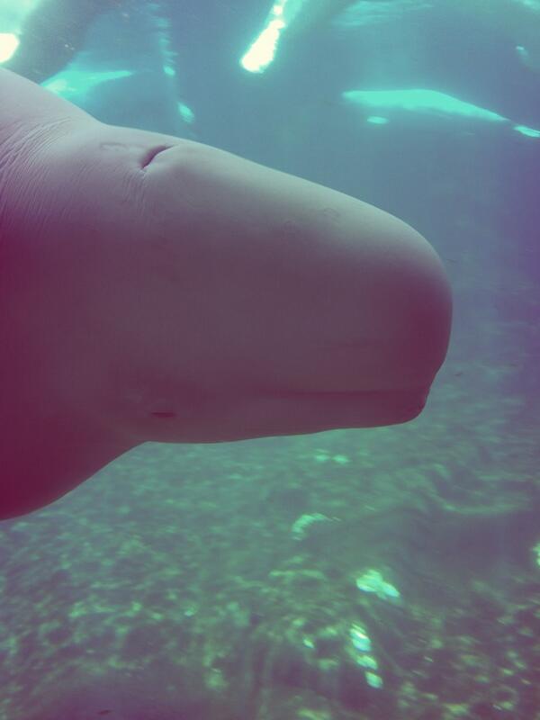 KOblonde's tweet photo. Why couldn't I take him home? http://t.co/xr5HfkJYg9