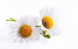 MasterLin1's tweet photo. Kamille hat für die Haut einen außergewöhnlich beruhigenden Effekt und unterstützt die Regeneration! #ingredients http://t.co/XIL6Dxikau
