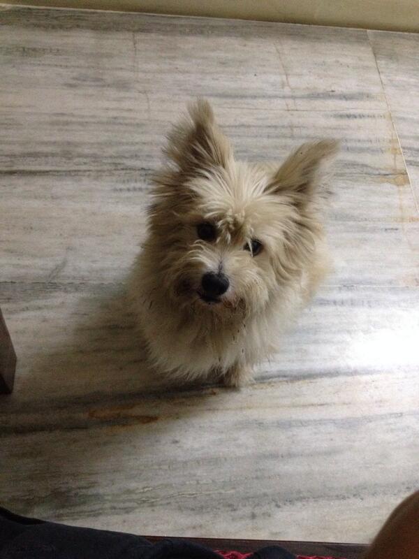 imly_in's tweet photo. @tezeshwar rescued this lost dog outside your apt after delivering to you. Any ideas who he might belong to? http://t.co/p6c0evTLzR