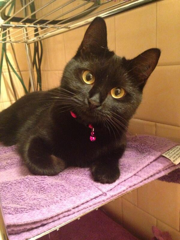 Mia bella ragazza Gigi.
💘🐱💘💋