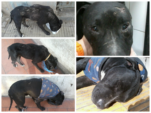 Adoptasanfelipe's tweet photo. Cholin a��n busca un dulce hogar lleno de amor, si puedes adoptarlo no te arrepentirás http://t.co/roTX2ZRjag