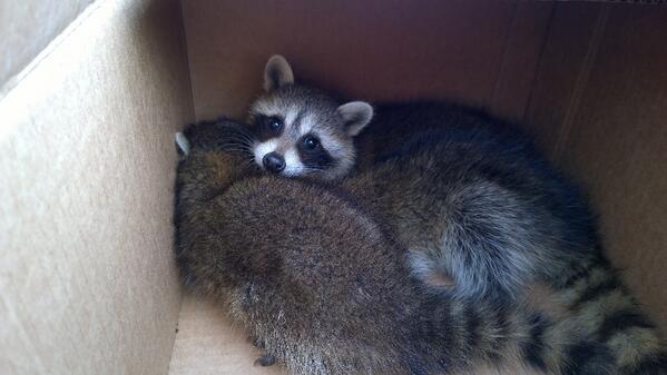 RootsOutdoors's tweet image. Found 3, took them to a wildlife rehabilitator, always good to know where your closest one is, #PreserveTheFuture!