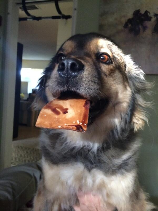 LexieBlogic's tweet image. I practice all day being cute and then when you get home, I&apos;m totally ready.&quot; #lexielogic #puppylove