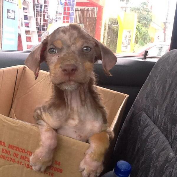 HelpTulumDogs's tweet image. Mas que nunca #tulum necesita una clínica de esterilización gratuita de perros y gatos.